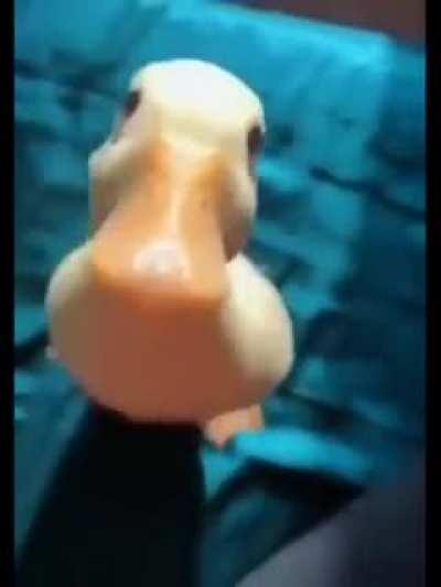 duck
