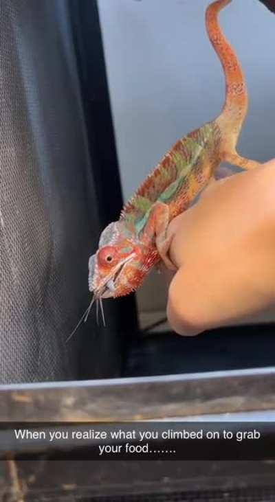Chameleon accidentally made a fatal choice when chasing his food…