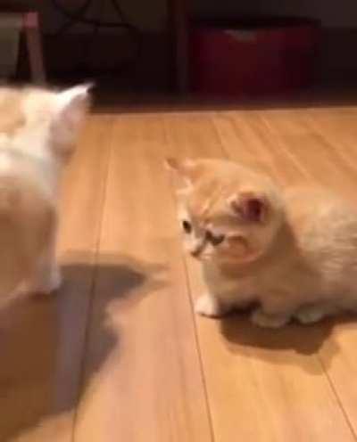 Touch tha paws together