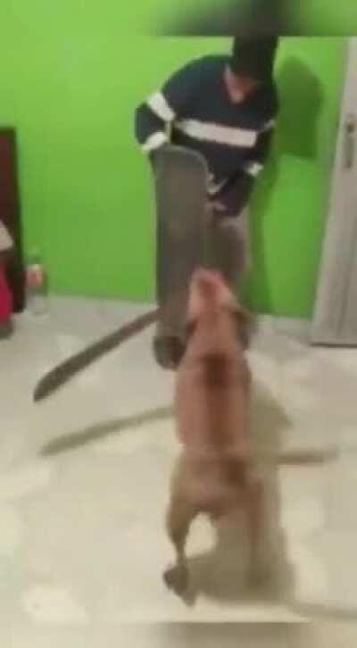 Attacked by a swordsman dog