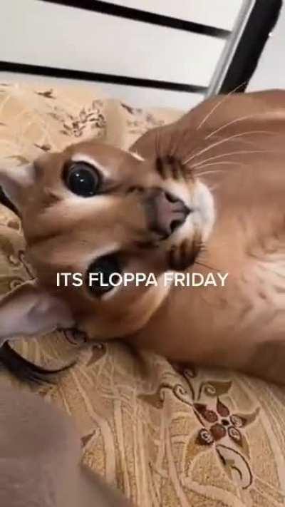 Floppa friday