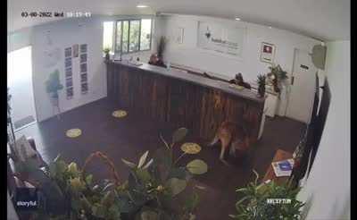 Kangaroo sneaks into a reception area