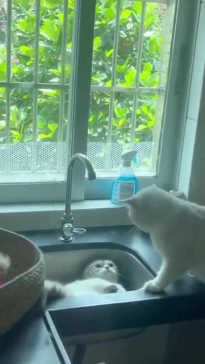 He got his cat friend into trouble