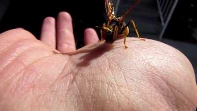 An insect that looks like half a praying mantis, half a wasp can be pretty freaky, yet it is a real insect species called a mantidfly, and it is not closely related to mantises, wasps or flies. It also does not sting nor pose any threats to humans, but it