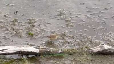 What are these birds I saw at the Grand Isle Ferry landing in Vermont?