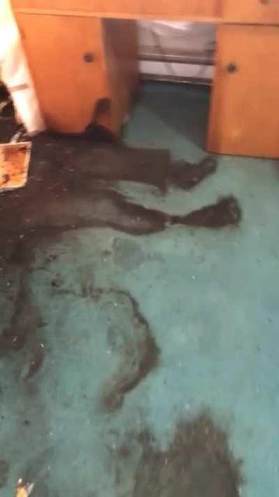 (OC) Deceased man literally melts into the carpet on trauma cleanup job