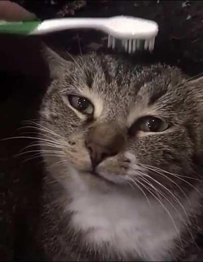 This cat is getting petted with a wet toothbrush, and it reminds him of his mother licking him