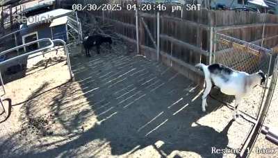 I’m not saying he’s sneaky BUT…..