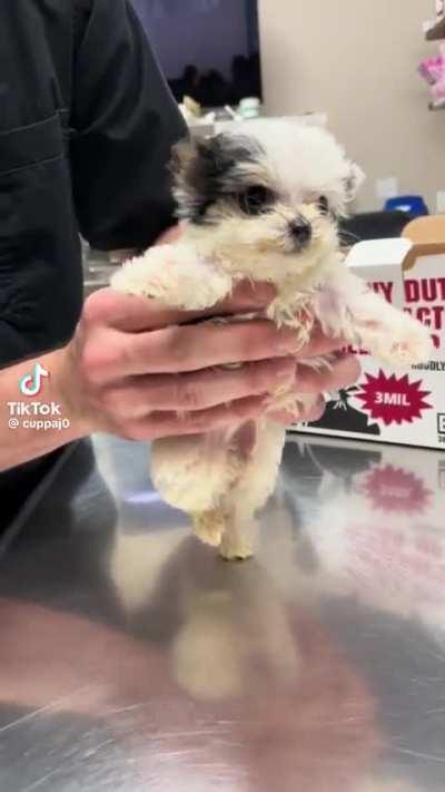 The best river dancer in town