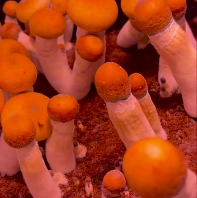 [actives] 100% colonization to harvest video.