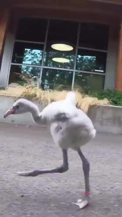 Птенцы фламинго