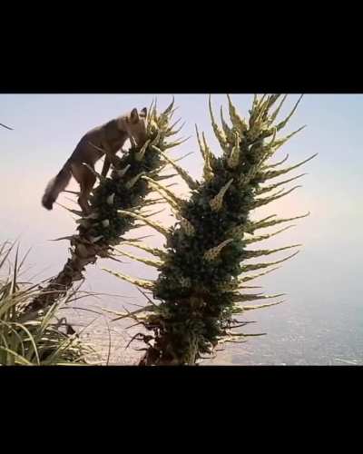 A culpeo fox was documented pollinating chagual (Puya alpestris) in the mountains near Santiago, Chile.