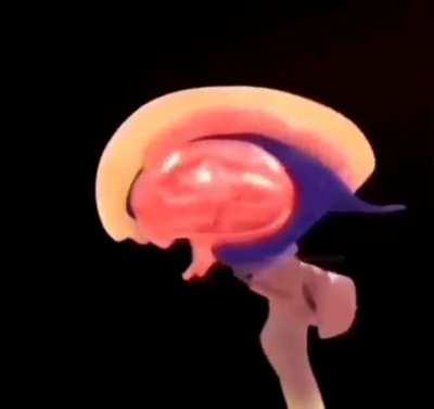 All the layers in your brain