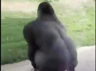 Wukong players ulting nothing