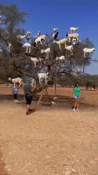 A prime example of the rare and elusive Goat-tree