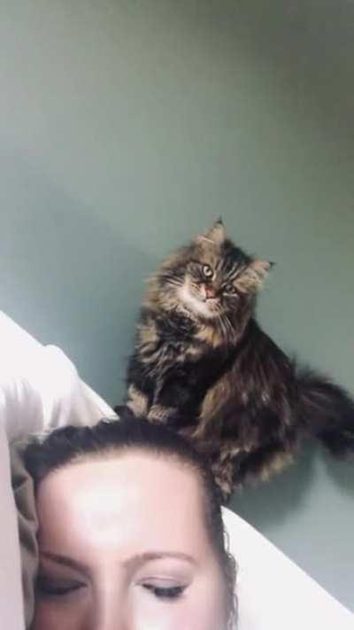 I was told you would appreciate this here… my cat yelling at me from the headboard in the morning, with a few convincing taps to the head.