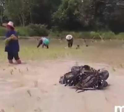 After being booted out from Bolivia, the Predator had to find another job in Vietnam.