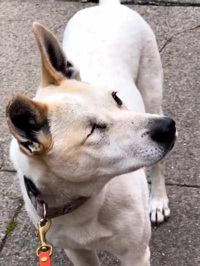 Encountering one-eyed squirrel on dog walk
