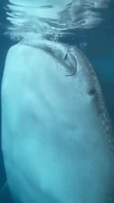 Imagine getting sucked into that.