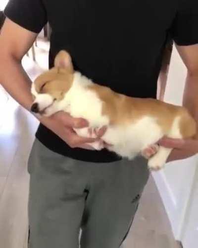 Following the “when a pet falls asleep in your arms, you don’t move them” rule to the max