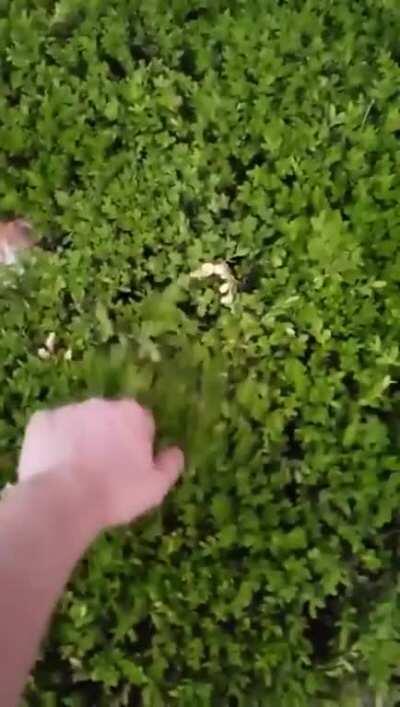 Adorable murder bush