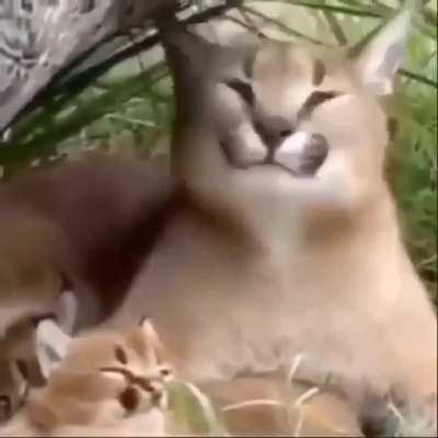 Mother and Son 🥺🐈