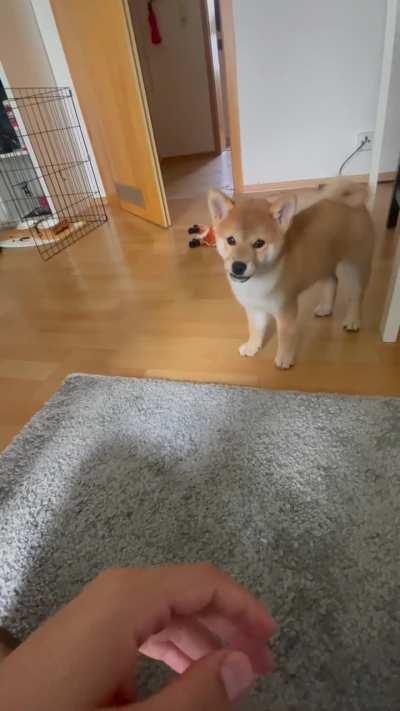 To be honest, not that much of an unusual situation for my Shiba