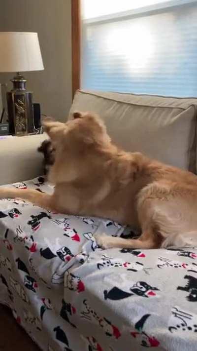 A Golden and a Tzu playing. My son's dog was very patient with my Tzu. No sound for some reason.