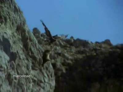 Golden Eagle Dragging Mountain Goat Off Cliff