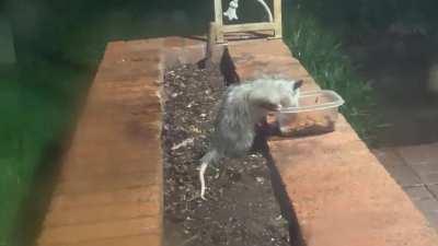 I just had a new visitor check out my outside cats’ food