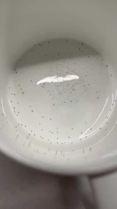 I’ve been drinking this tea for weeks and JUST noticed these tiny bugs 😩