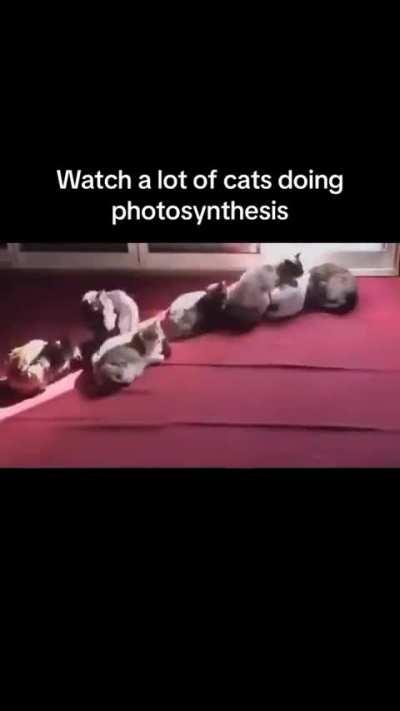 cat of the day 288 (plants???)