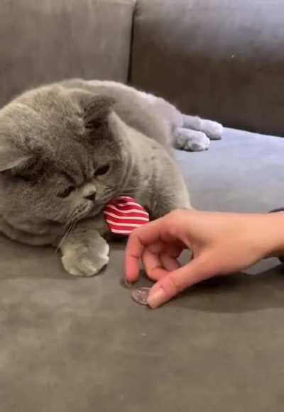 Cat learning a new trick