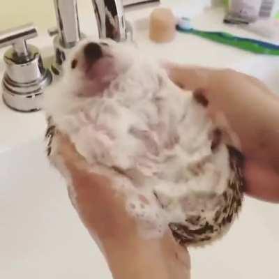 Hedgehog getting cleaned