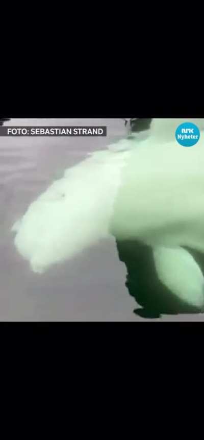 Hvaldimir is alive and well!