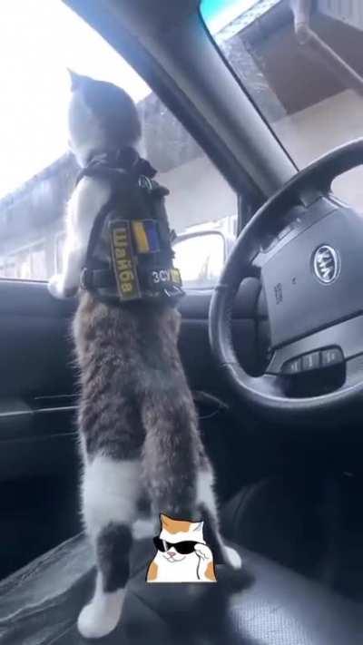 No invader would pass!