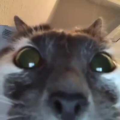 Theory of facetime cat