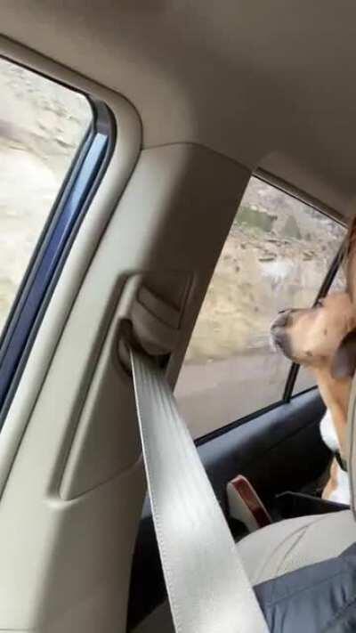 He got bored in the car and decided to clean our windows. What a guy