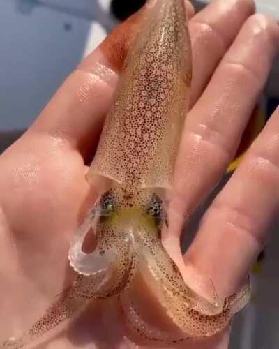 Chromatophores at work