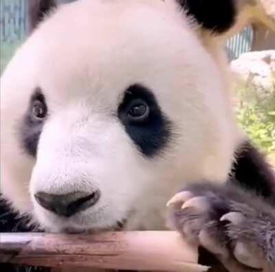 chonky panda eating bamboo.