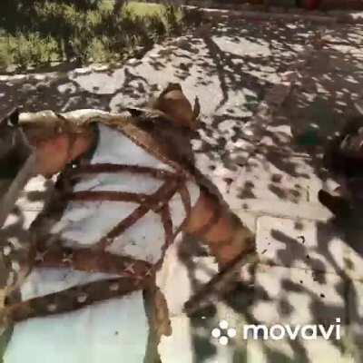 I hate gryphon so much I made this