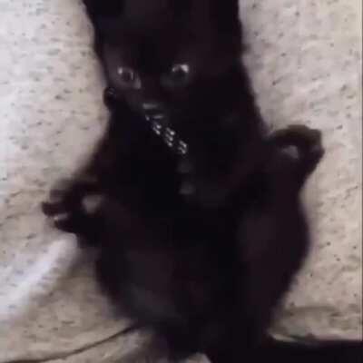Kitten realizes he has multiple paws