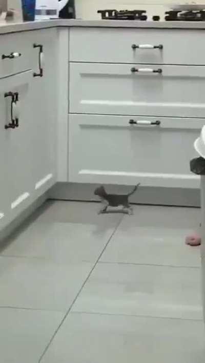 Kitten is trying his best