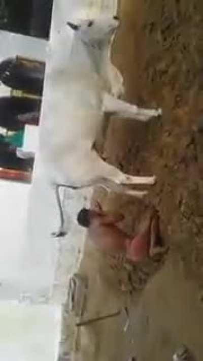 our calture bejt in de warld saar phhol saport saar