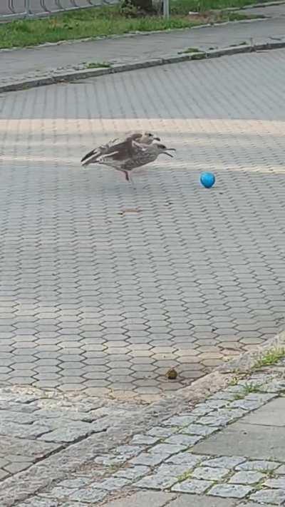 Playtime or food-time?