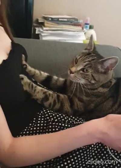 Cat your crossing the limit