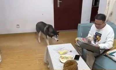 Dog smells durian fruit