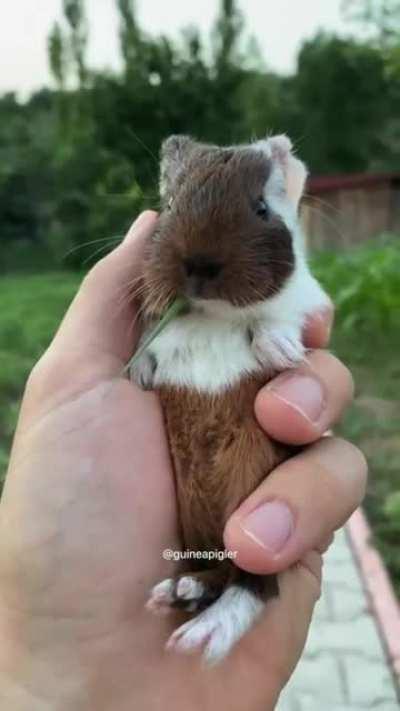 Meerschweinchen zieht sich etwas Gras rein! 🥦