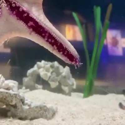 estrela do mar andando