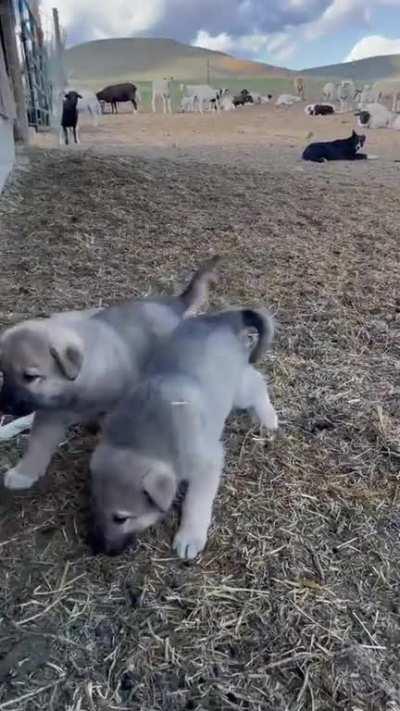 Livestock Guard Puppies getting to know the Herd